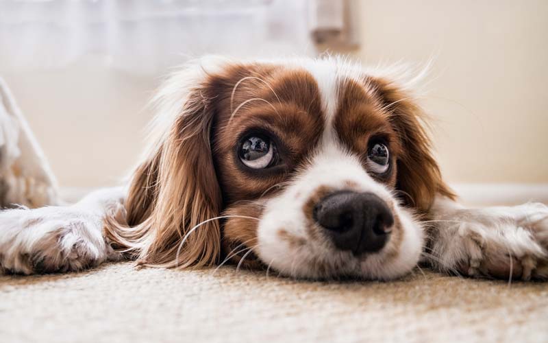 Delo blogpost – come combattere il caldo – cagnolino Delo blogpost - come combattere il caldo - cagnolino